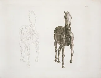 Tafel VIII, aus 
