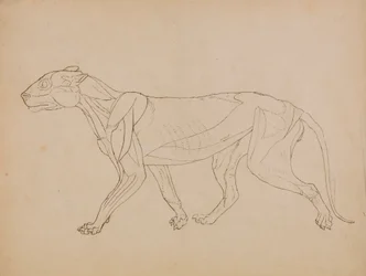 Tigerkörper, Seitenansicht (Wahrscheinlich als Grundlage für eine Schlüsselfigur erstellt)