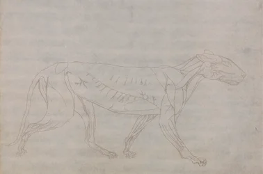 Tigerkörper, Seitenansicht