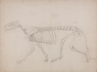 Tigerskelett, Seitenansicht