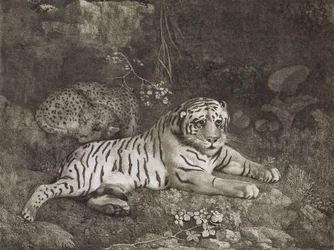 Zwei Tiger, vom Künstler graviert, veröffentlicht 1788