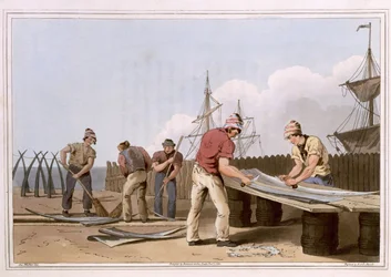 Walknochen-Schaber, graviert von Robert Havell dem Älteren, veröffentlicht 1814 von Robinson und Sohn, Leeds