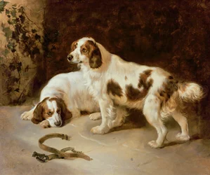Bretonische Spaniels