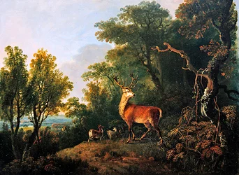 Ein Hirsch und drei Hirschkühe in einer bewaldeten Landschaft