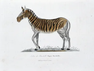 Naturgeschichtliche Tafel: Zoologische Tafel, die das Burchell-Zebra, Equus Burchellii darstellt - in „Gesammelte Werke von Buffon“ von Naturforscher Georges Louis Leclerc, Graf von Buffon (1707 - 1788). Gravur von 1837