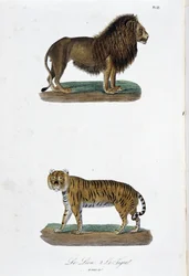 Naturgeschichte Tafel: Zoologische Tafel, die den Löwen und den Tiger darstellt - in „Komplettes von Buffon“ von Naturforscher Georges Louis Leclerc, Graf von Buffon. Gravur von 1837