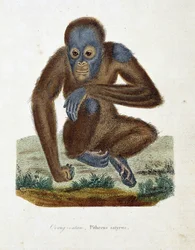 Naturgeschichtstafel: Zoologische Tafel, die den Orang-Utan (Orang-Utan, Orang-Outang, Orang-Utang), Pithecus satyrus darstellt - in „Complete Works of Buffon“ von Naturforscher Georges Louis Leclerc, Graf von Buffon (1707-1788). Gravur von 1837