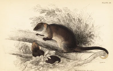 Gewöhnlicher Ringbeutler, Pseudocheirus peregrinus
