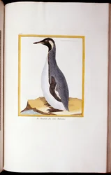Ein Pinguin, Falklandinseln, aus "Histoire Naturelle des Oiseaux", 1770-86