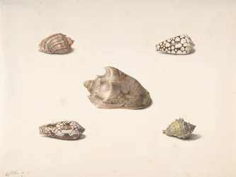 Fünf Muscheln, n.d.