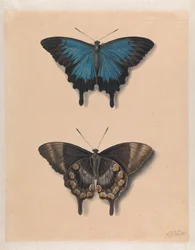 Zwei Schmetterlinge