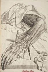 Anatomia Humani Corporis von Govard Bidloo, 1685