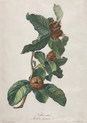 Kultur-Mispel (Mespilus germanica)