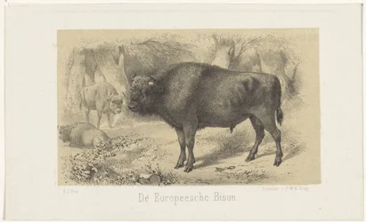 Europäischer Bison