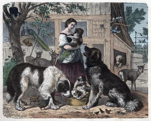 Zuneigung zwischen einer Bäuerin und ihren Hunden. In 