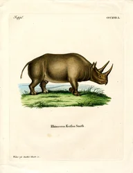 Afrikanisches Nashorn