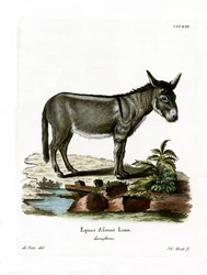 Afrikanischer Wildesel