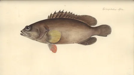 Alphestes afer, vor 1793