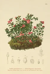 Alpenazalee