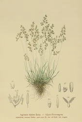 Alpen-Rot-Schwingel (Agrostis alpina, Aira flavescens)