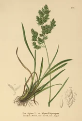 Alpen-Rispengras (Poa alpina)