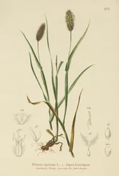 Alpen-Lieschgras (Phleum alpinum)