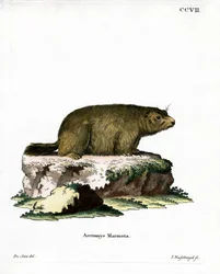 Alpenmurmeltier