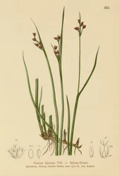 Alpenbinse (Juncus alpinus, Juncus alpinoarticulatus)