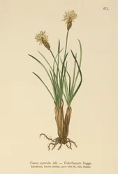 Alpen-Segge (Carex curvula)
