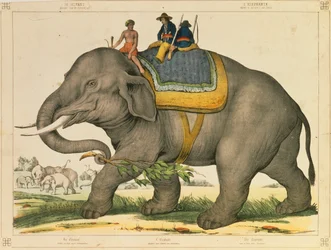 Ein Elefant wird verwendet, um seine eigenen zu jagen, illustriertes Flugblatt veröffentlicht von Joseph Scholz, Mainz, ca. 1860