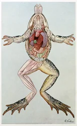 Anatomischer Querschnitt eines weiblichen Frosches, aus Brehms Tierleben, veröffentlicht in den 1860er Jahren (Farblithografie)