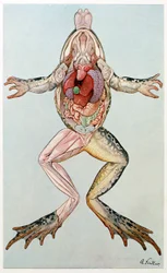 Anatomischer Querschnitt eines weiblichen Frosches, aus Brehms Tierleben, veröffentlicht in den 1860er Jahren