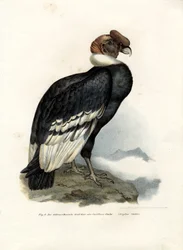 Andenkondor