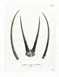 Arabische Oryx-Hörner