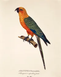 Aratinga Chrysocephalus, Tafel XIV aus 