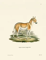 Asiatischer Wildesel