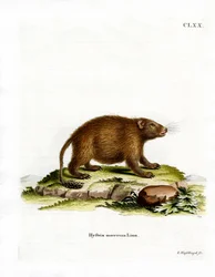 Asiatisches Bürstenstachelschwein