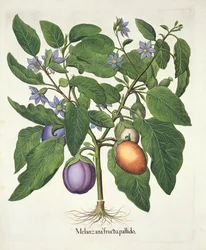 Aubergine: Melanzana fructu pallido, aus dem Hortus Eystettensis von Basil Besler (1561-1629), veröffentlicht 1613