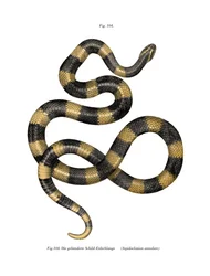 Gebänderte Krait
