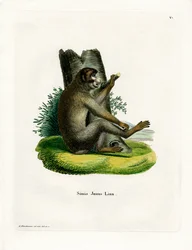 Berberaffe