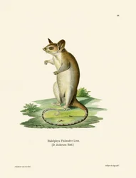 Nacktsschwanz-Wollbeutelratte