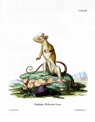Nacktschwanz-Wollbeutelratte