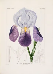 Bartiris, graviert von Ch. Schnorr