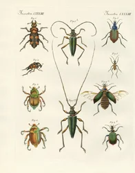 Schöne Käfer
