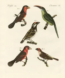 Schöne Klettervögel
