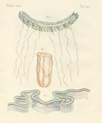 Schöne Rippenquallen