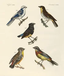 Schöne fremde Vögel