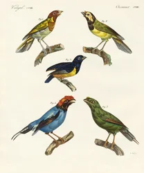 Schöne fremde Vögel