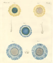Schöne Medusen
