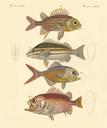 Schöne fischähnliche Seebarsche